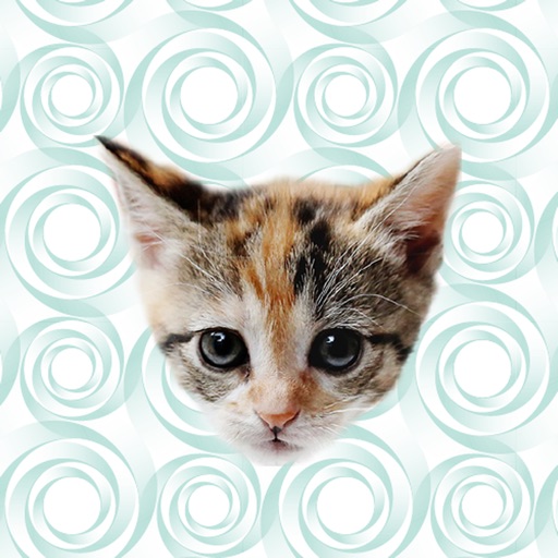 Cute Kitten - Stickers Icon