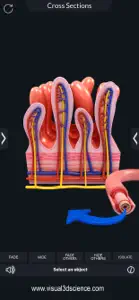 My Digestive System Anatomy screenshot #8 for iPhone