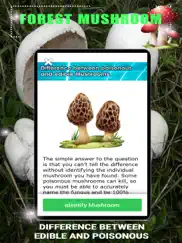 forest mushroom ipad images 2