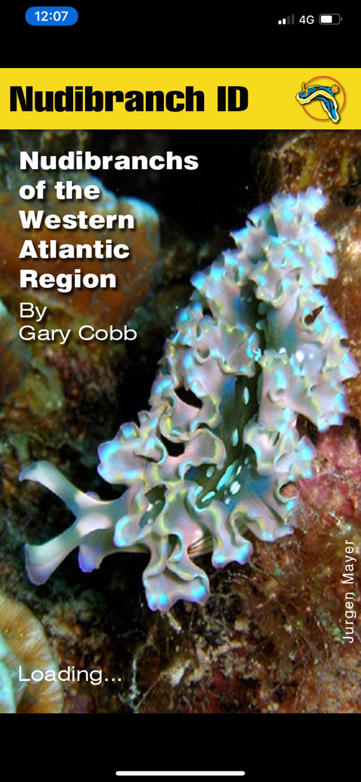 Nudibranch ID Western Atlantic