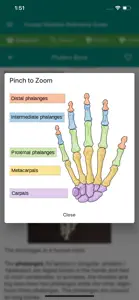 Human Skeleton Reference Guide screenshot #5 for iPhone