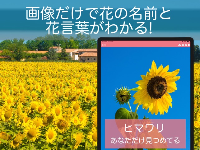 花 植物好きが集まる写真共有 図鑑アプリ Flowery をapp Storeで