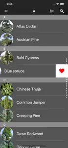 Conifers screenshot #9 for iPhone