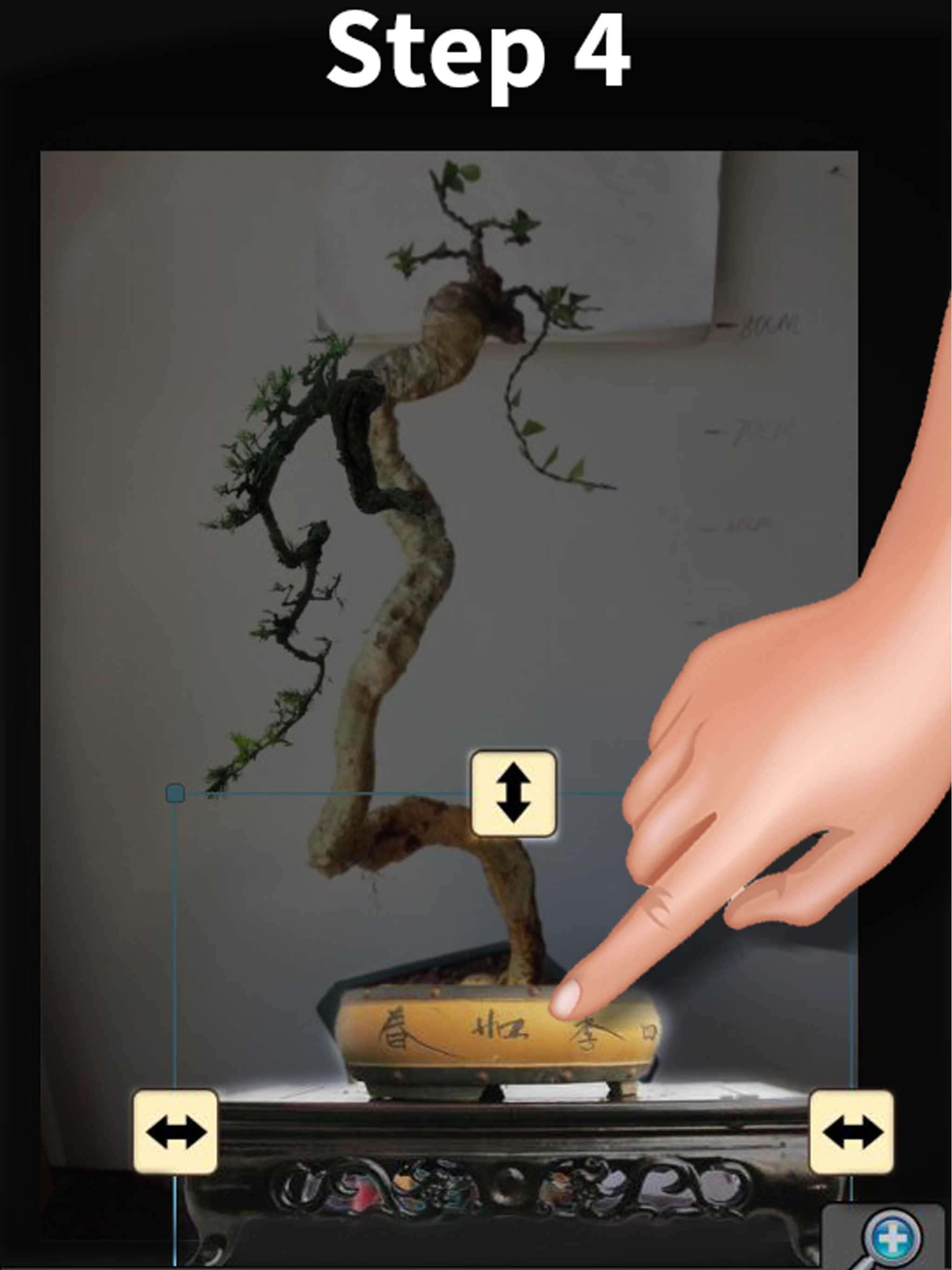 My Bonsai