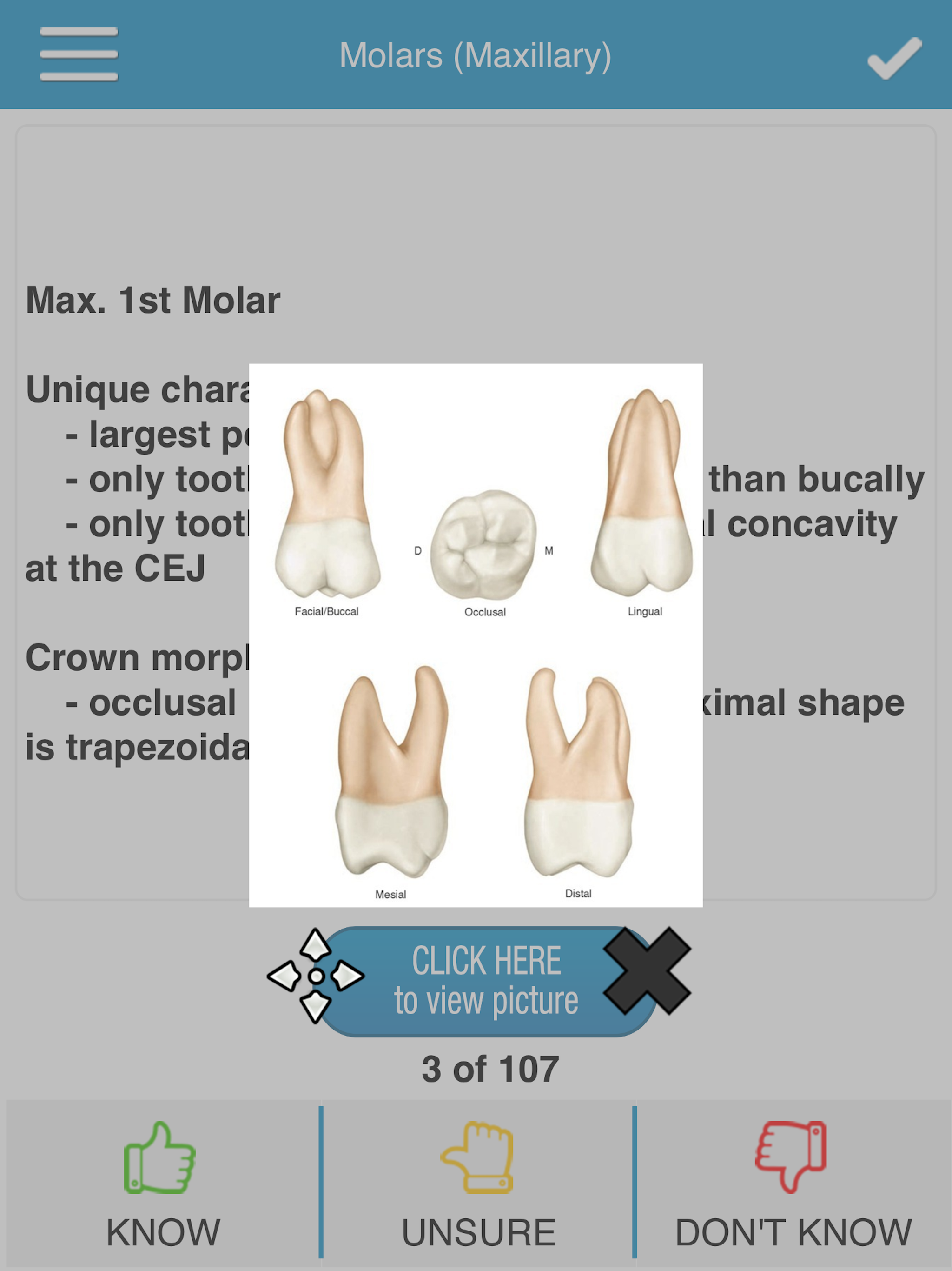 ADAT Dental Anatomy Cram Cards