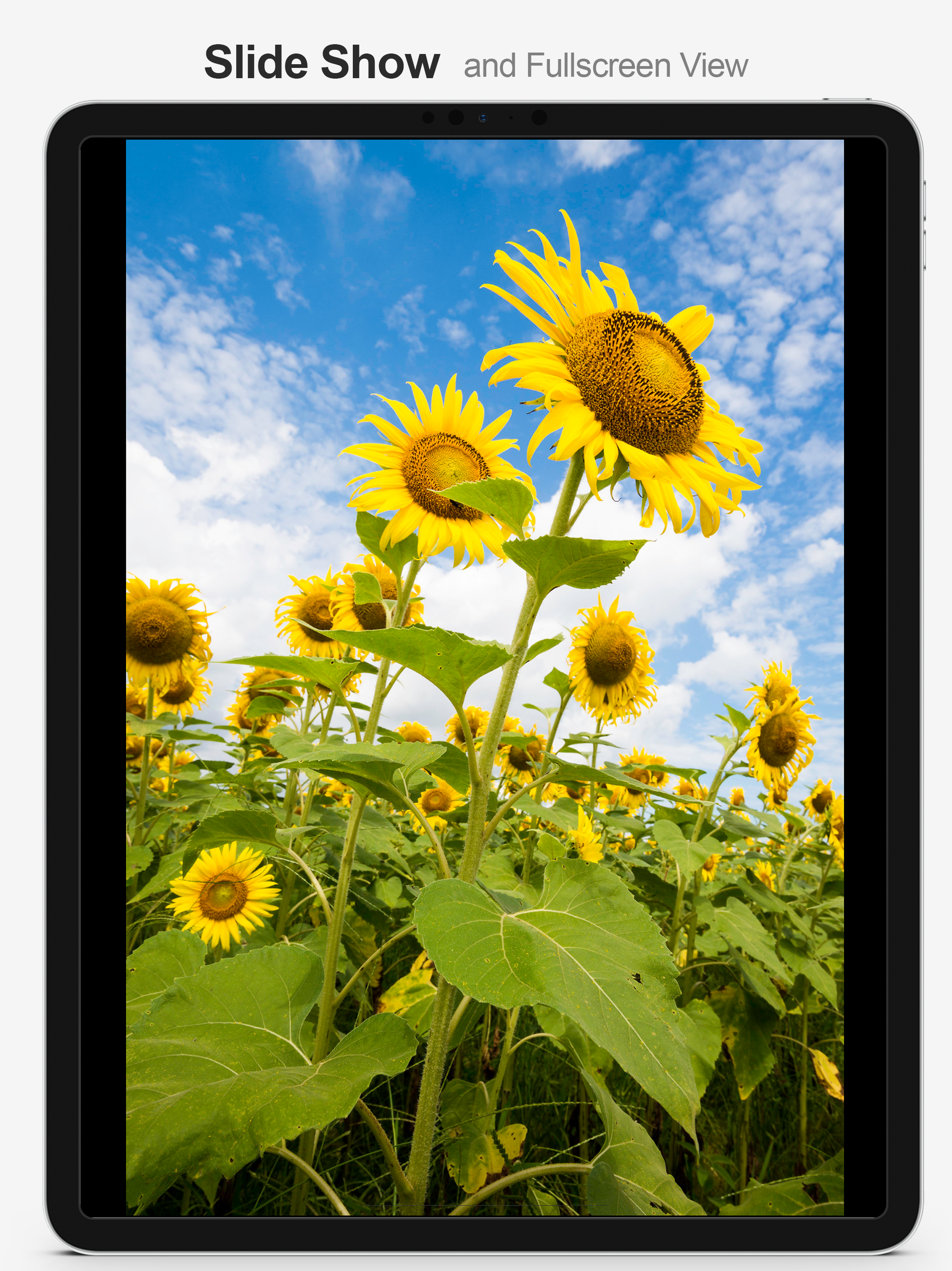 MultiTab for Flickr