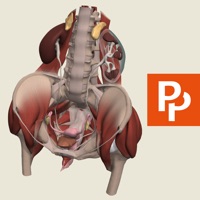 Female Pelvis: 3D Real-time