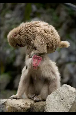 Game screenshot Japanese Macaques apk