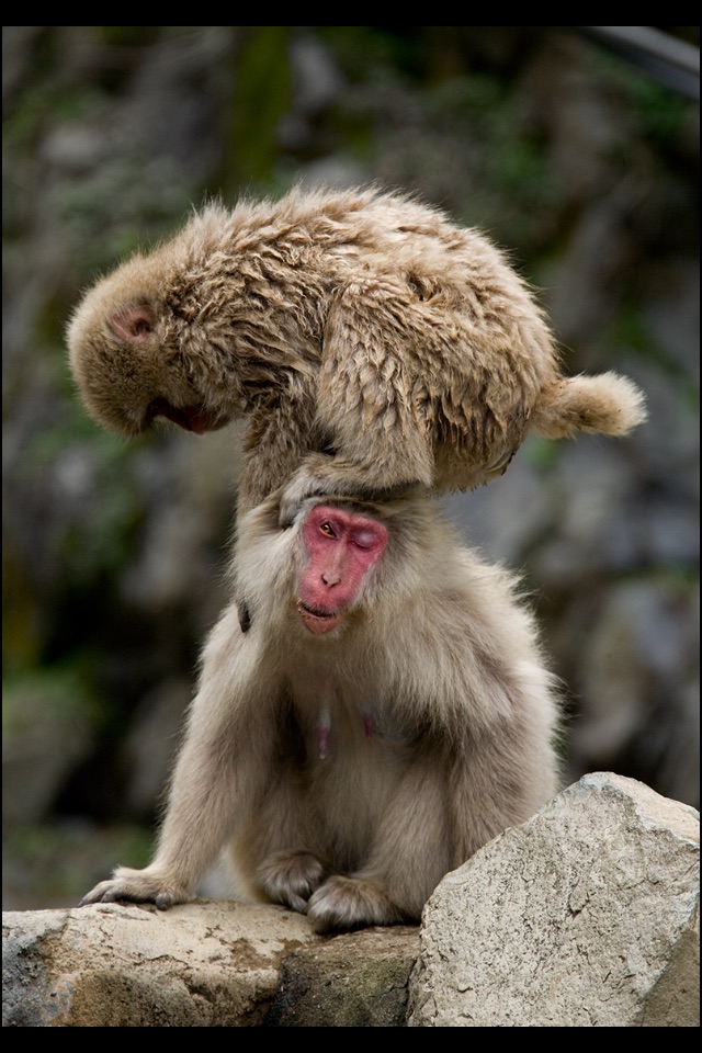 Japanese Macaques screenshot 2