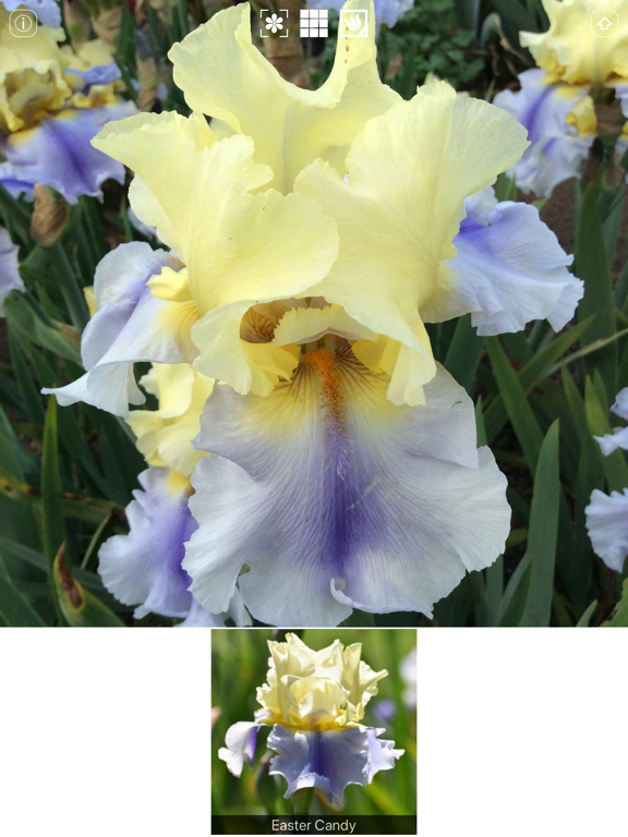 Screenshot #5 pour Instant Iris