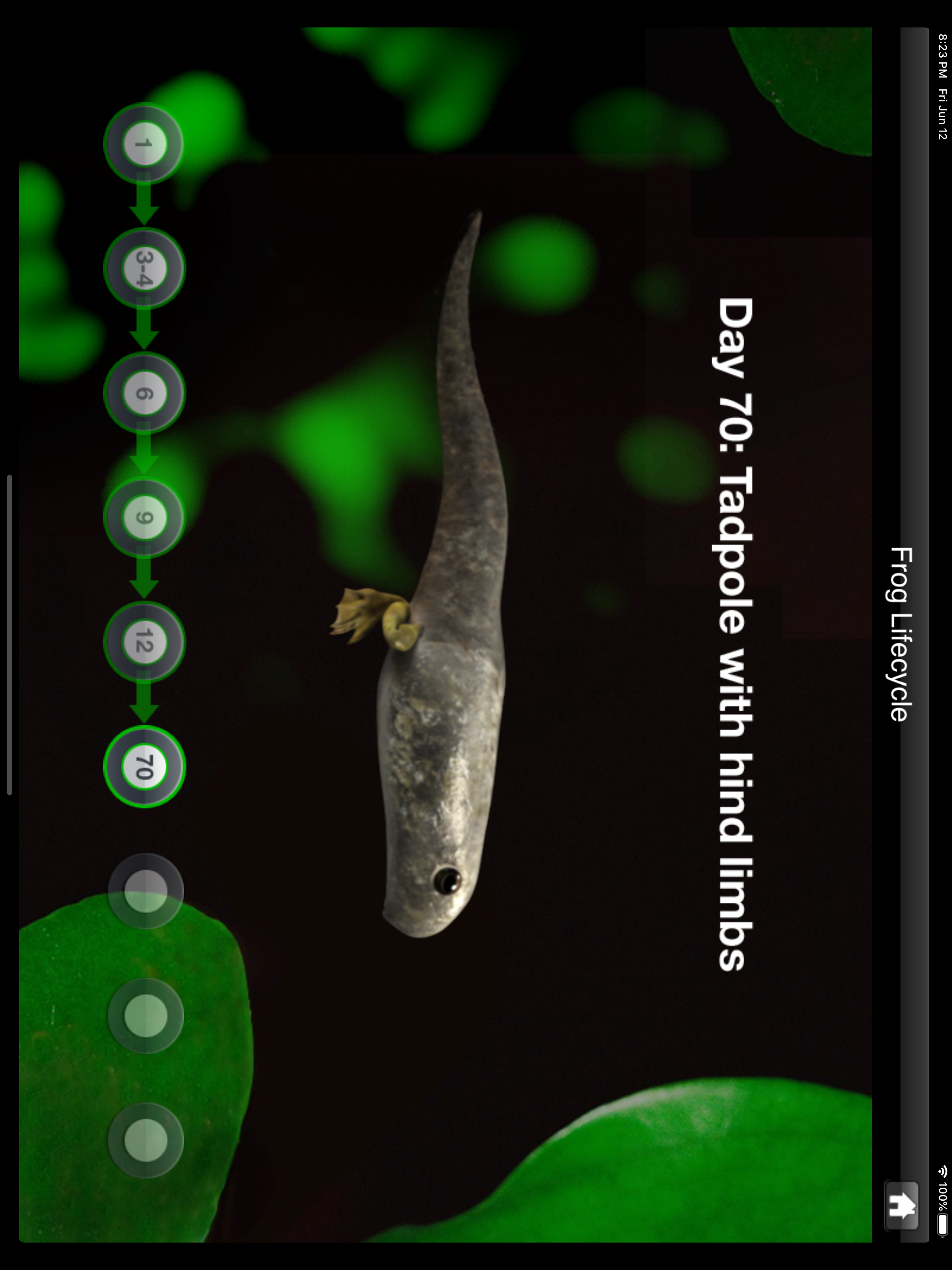 Frog Dissection screenshot 2