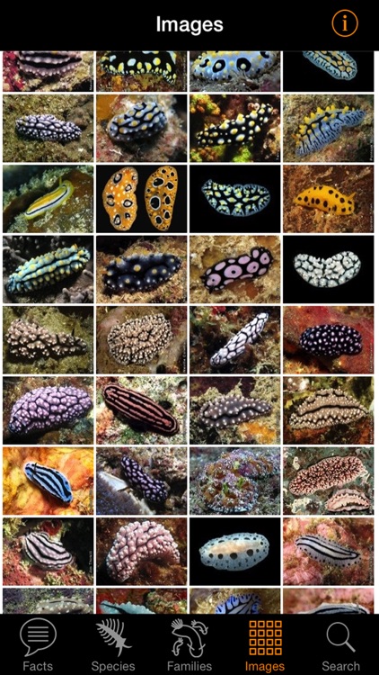 Nudibranch ID Indo Pacific screenshot-4