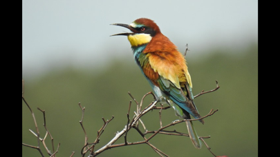 European Birds Names Screenshot 6