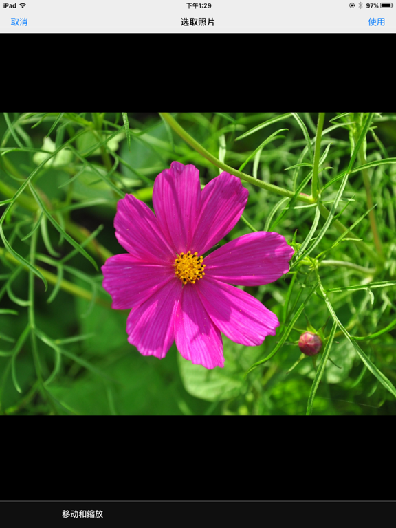 iFlowers - Plant identifier