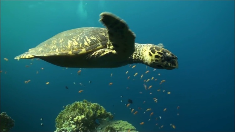 Video Touch - Sea Life screenshot-3