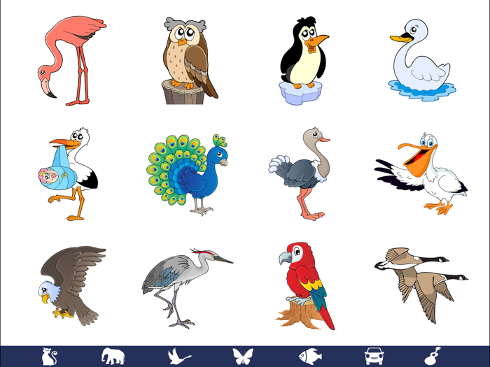 Video Touch - Wild Birds