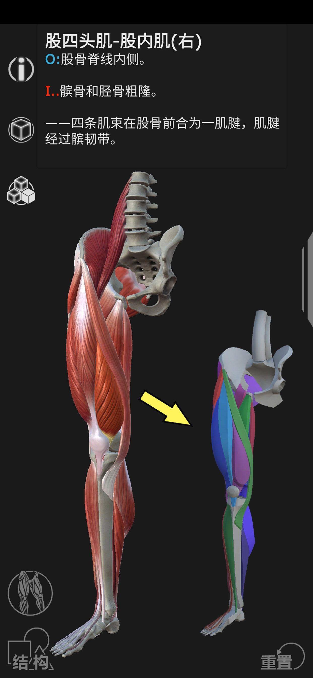 Artist's Anatomy