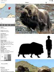 stuarts european mammals ipad images 3