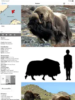 Stuarts European Mammals iPad image 3
