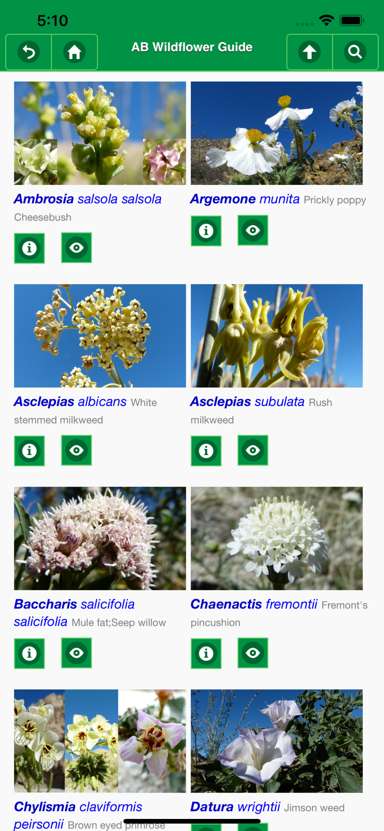 Anza-Borrego Wildflowers Lite screenshot 6