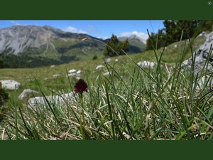 Schermafbeelding