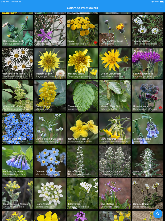 Colorado Wildflowers Guide