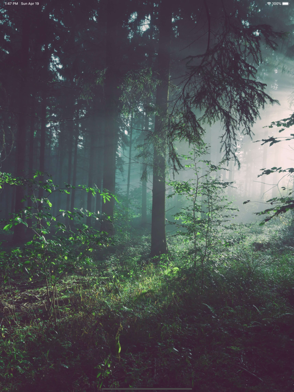 Screenshot #4 pour Nature Sounds méditation