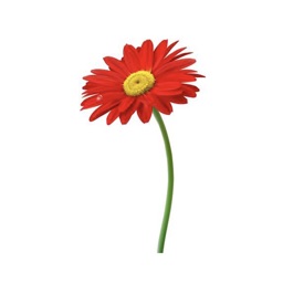 一支小花-stickers