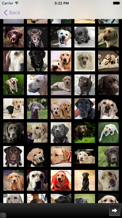 Dog's Family Screenshot