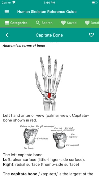 Human Skeleton Reference Guideのおすすめ画像4