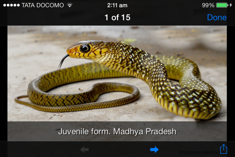 Indian Snakes screenshot 4