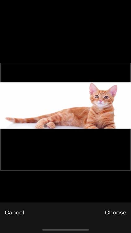 Cat Breeds - Identify your Cat