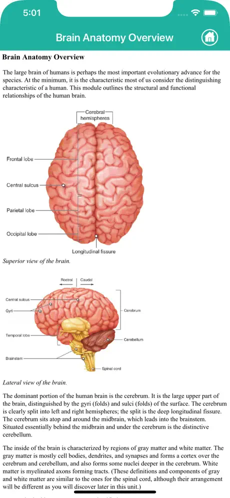 Learn Brain Anatomy