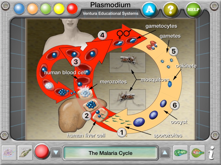 Interactive Protist Explorer screenshot-4