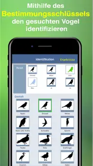 Vogel Id Gartenvögel bestimmen iphone bilder 3