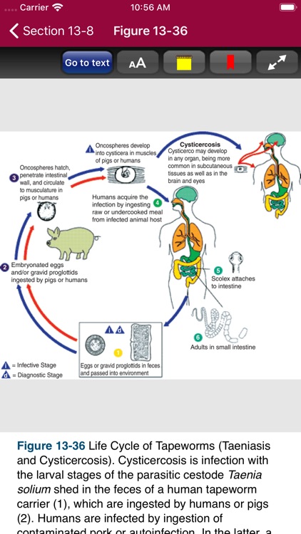 Atlas of Pediatric ER Med, 3/E screenshot-6