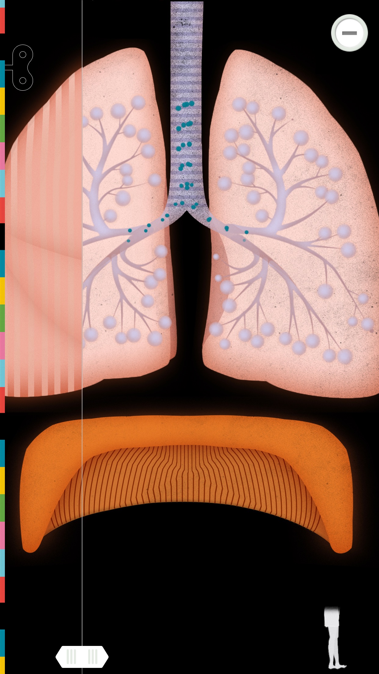 Screenshot do app O Corpo Humano por Tinybop