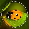 写真によって昆虫の識別子 - iPadアプリ