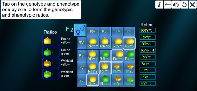 Dihybrid cross(圖9)-速報App