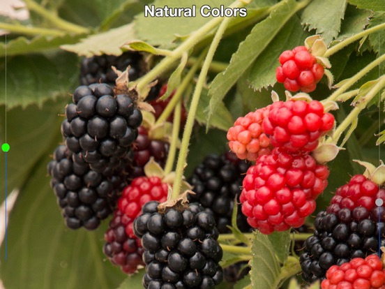 Color Mate - Colour blind help iPad screenshot 3 - Health & Fitness app