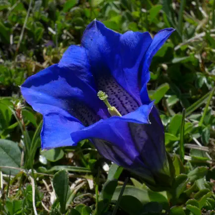 Flora des Alpenraums Читы