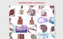 Anatomy & Physiology iPhone image 2