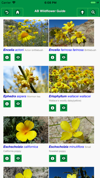 Anza-Borrego Wildflowers Lite Screenshot