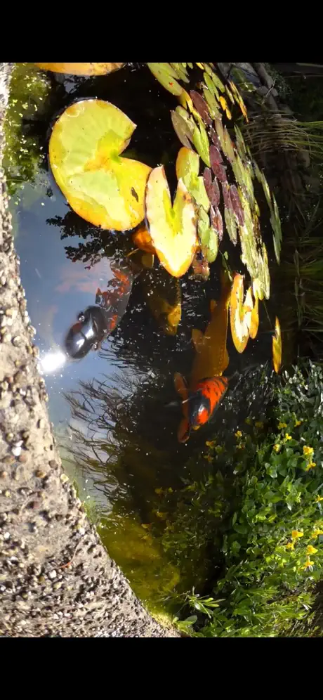 Aquarium Pack