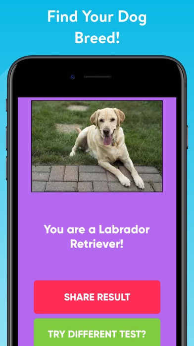 What Type Of Dog Are You? Screenshot