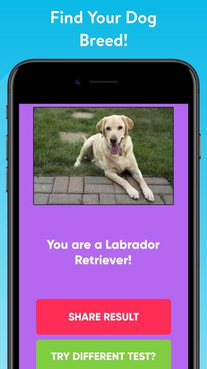 What Type Of Dog Are You?