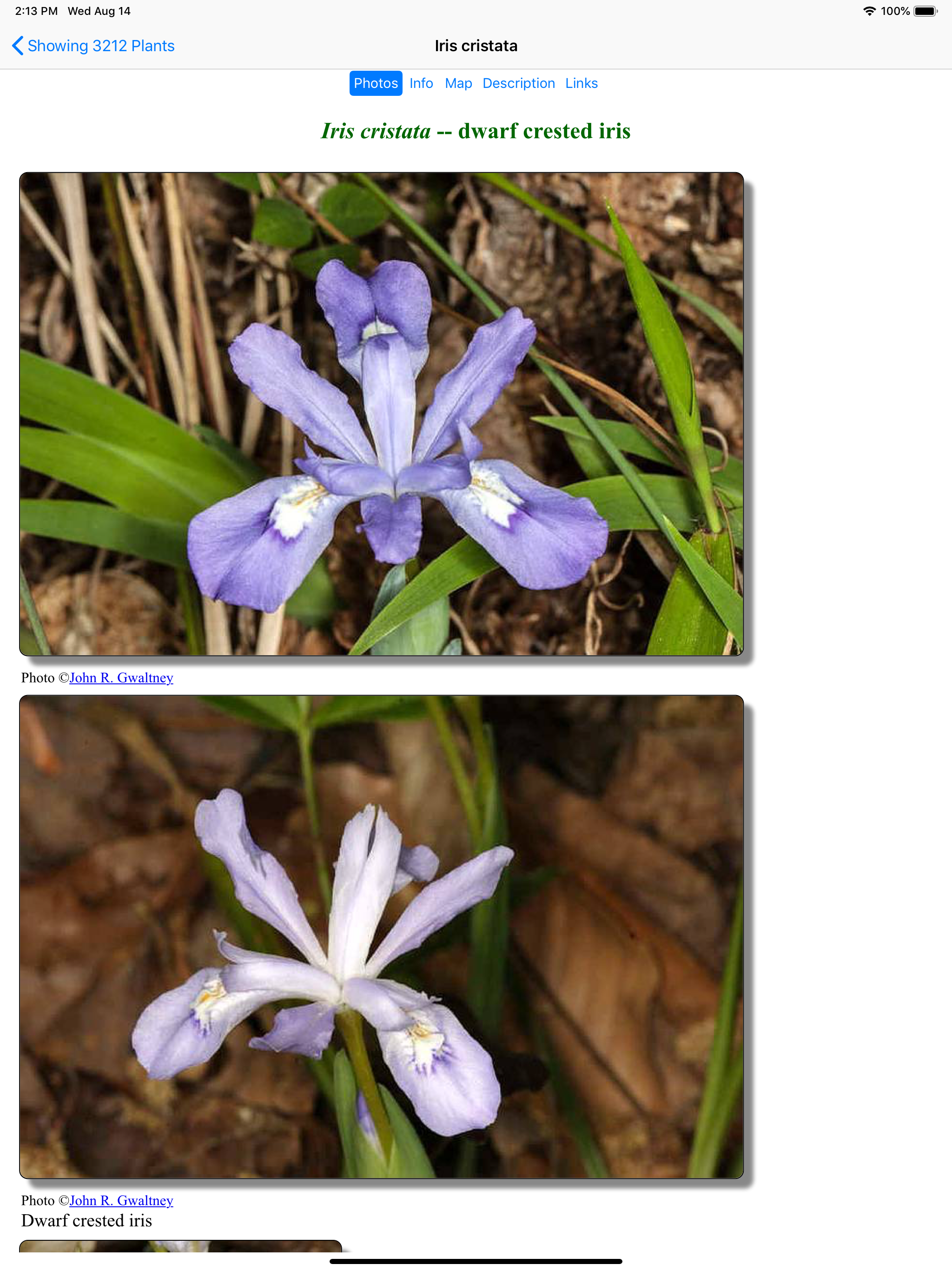 Georgia Wildflowers