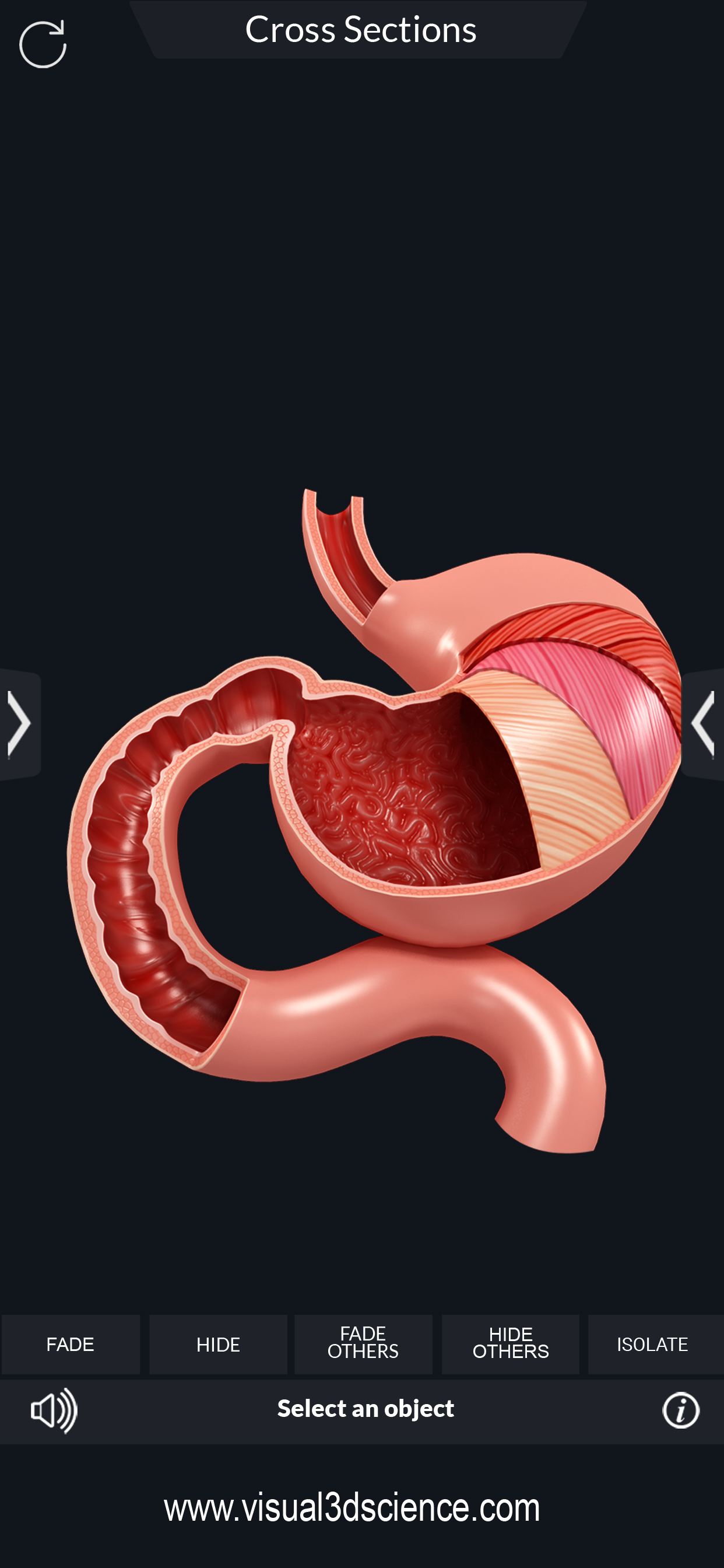 My Digestive System Anatomy