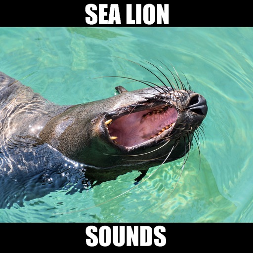 Sea Lion Sounds icon