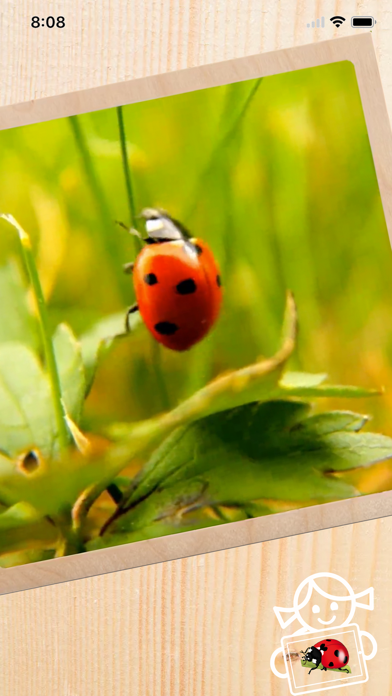 How to cancel & delete Rolf AR Life of the Ladybird from iphone & ipad 1